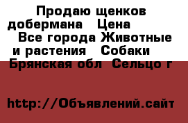 Продаю щенков добермана › Цена ­ 45 000 - Все города Животные и растения » Собаки   . Брянская обл.,Сельцо г.